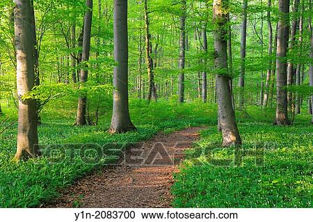 Path through Beech Forest in Spring, Bad Langensalza, Hainich National Park, Thuringia, Germany,. View Large Photo Image Stock Image - Path through Beech Forest in Spring, Bad Langensalza, Hainich National Park, Thuringia, Germany,.. Fotosearch