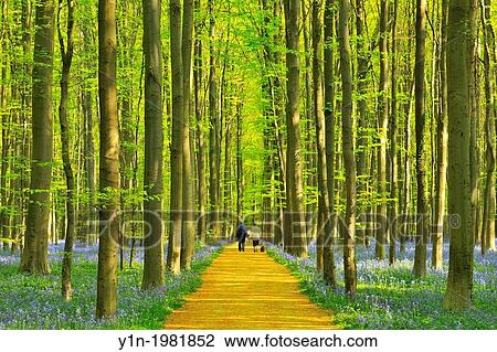 Path through Bluebells Forest in the Spring, with People, Hallerbos, Halle, Vlaams Gewest, Brussels, Belgium, Europe. View Large Photo Image Stock Image - Path through Bluebells Forest in the Spring, with People, Hallerbos, Halle, Vlaams Gewest, Brussels, Belgium, Europe.. Fotosearch