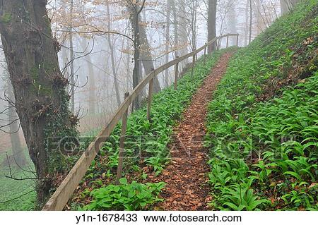 Stock Image - Path through misty forest, early spring, Triefenstein, Franconia, Bavaria, Germany. Fotosearch
