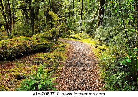 Path through Rainforest, Lake Gunn Nature Walk, Fiordland National Park, Southland, South Island, New Zealand. View Large Photo Image Stock Photo - Path through Rainforest, Lake Gunn Nature Walk, Fiordland National Park, Southland, South Island, New Zealand.. Fotosearch