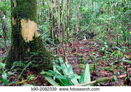 Path through the jungle, Papua, Indonesia, Southeast Asia. View Large Photo Image Stock Photo - Path through the jungle, Papua, Indonesia, Southeast Asia.. Fotosearch