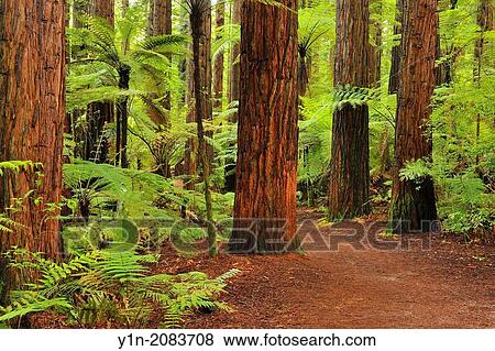 Path through Whakarewarewa Forest, Redwood, Sequoia, Tree, Rotorua, Bay of Plenty, North Island, New Zealand. View Large Photo Image Stock Photo - Path through Whakarewarewa Forest, Redwood, Sequoia, Tree, Rotorua, Bay of Plenty, North Island, New Zealand.. Fotosearch