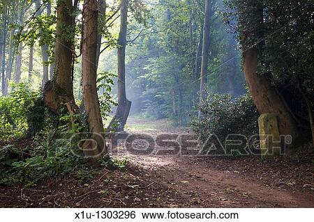 Path through Woods by the Wharfe Boston Spa West Yorkshire England View Large Photo Image Stock Photograph - Path through Woods by the Wharfe Boston Spa West Yorkshire England. Fotosearch
