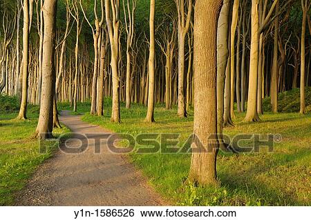Stock Photograph - Path with Beech trees, Nienhagen, Bad Doberan, Western Pomerania, Mecklenburg-Vorpommern, Germany. Fotosearch
