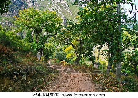 Pathway in the chesnut forest, Asturias, Spain View Large Photo Image Stock Image - Pathway in the chesnut forest, Asturias, Spain. Fotosearch