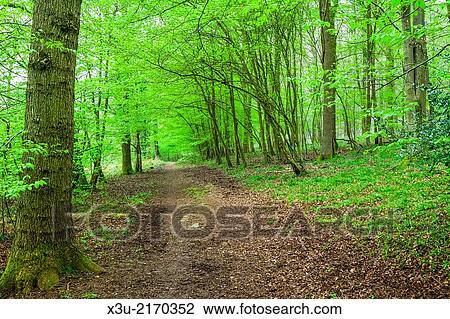 Stock Image - Pathway though beach trees in spring. Forest of Dean, Gloucestershire, England.. Fotosearch