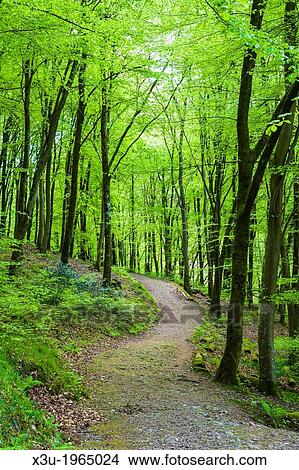 Picture - Pathway though Beech trees in Barton Wood, Exmoor National Park, Devon, England.. Fotosearch
