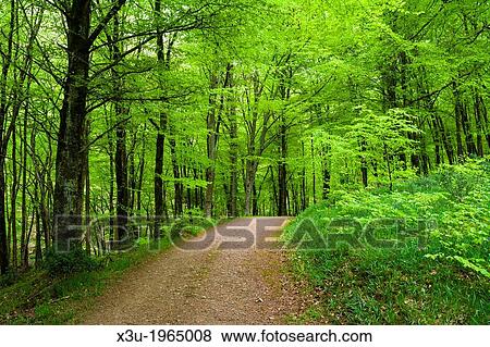 Pathway though Beech trees in Barton Wood, Exmoor National Park, Devon, England. View Large Photo Image Stock Photo - Pathway though Beech trees in Barton Wood, Exmoor National Park, Devon, England.. Fotosearch