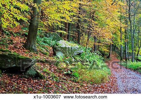 Pathway through Beech Woods at Strid Wood Wharfedale Yorkshire Dales National Park England View Large Photo Image Stock Photo - Pathway through Beech Woods at Strid Wood Wharfedale Yorkshire Dales National Park England. Fotosearch