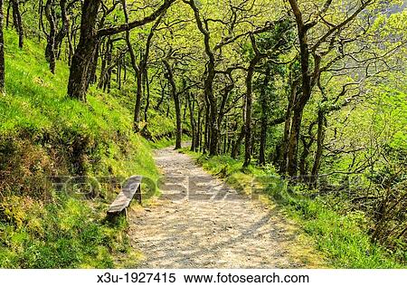 Pathway through Oak trees in Barton Wood in Exmoor National Park near Lynmouth, Devon, England View Large Photo Image Stock Photography - Pathway through Oak trees in Barton Wood in Exmoor National Park near Lynmouth, Devon, England. Fotosearch