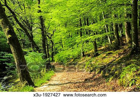 Pathway through trees in Barton Wood on the bank of the East Lyn River, Exmoor National Park near Rockford, Devon, England View Large Photo Image Stock Photo - Pathway through trees in Barton Wood on the bank of the East Lyn River, Exmoor National Park near Rockford, Devon, England. Fotosearch