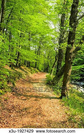Pathway through trees in Barton Wood on the bank of the East Lyn River, Exmoor National Park near Rockford, Devon, England View Large Photo Image Stock Photo - Pathway through trees in Barton Wood on the bank of the East Lyn River, Exmoor National Park near Rockford, Devon, England. Fotosearch