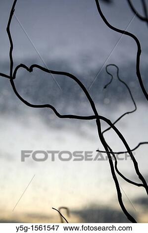 pattern of bare tree branches and white clouds View Large Photo Image Stock Photo - pattern of bare tree branches and white clouds. Fotosearch