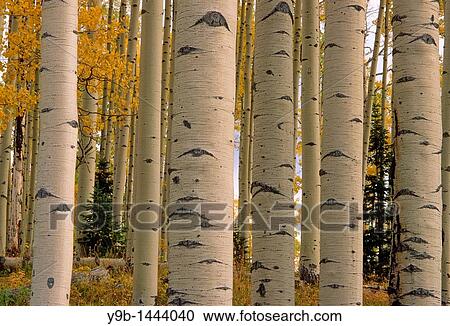 Patterned trunks of quaking aspen Populus tremuloides in fall, Uncompahgre National Forest, Colorado, USA View Large Photo Image Stock Image - Patterned trunks of quaking aspen Populus tremuloides in fall, Uncompahgre National Forest, Colorado, USA. Fotosearch