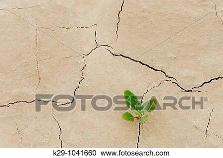 Stock Image - Patterns in cracked mud with seedlings. Fotosearch