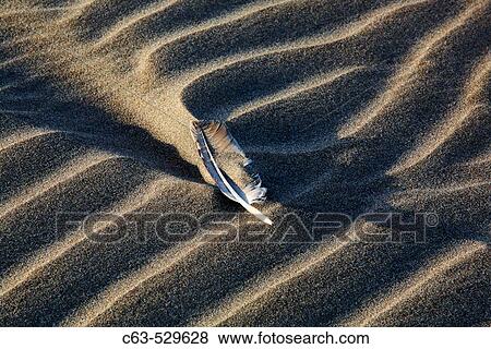 Stock Photo - Patterns in the sand dunes surrounding a feather on Isla Magdalena on the Pacific side of the Baja Peninsula, Mexico.. Fotosearch