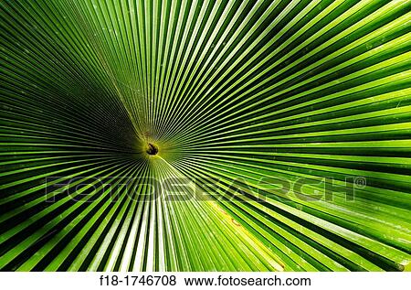Stock Photo - Patterns of palm frond, Sabah, East Malaysia. Fotosearch