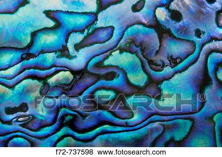 Paua Shell Abalone View Large Photo Image Stock Photo - Paua Shell Abalone. Fotosearch