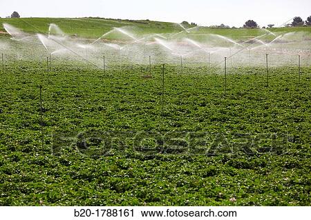 Pea growing crop, Irrigation by sprinkler, Agricultural fields, High Ribera, Arga-Aragon Ribera, Navarre, Spain. View Large Photo Image Stock Image - Pea growing crop, Irrigation by sprinkler, Agricultural fields, High Ribera, Arga-Aragon Ribera, Navarre, Spain.. Fotosearch