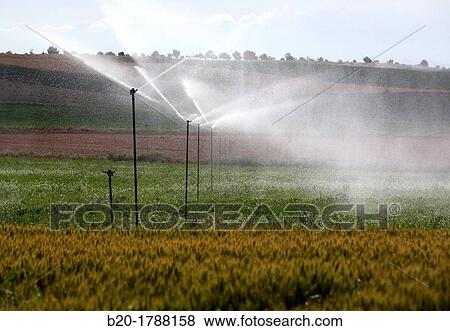 Pea growing crop, Irrigation by sprinkler, Agricultural fields, High Ribera, Arga-Aragon Ribera, Navarre, Spain. View Large Photo Image Stock Photo - Pea growing crop, Irrigation by sprinkler, Agricultural fields, High Ribera, Arga-Aragon Ribera, Navarre, Spain.. Fotosearch