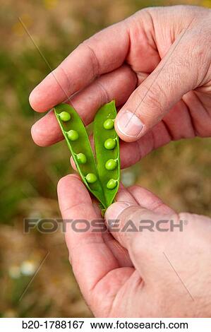 Pea growing field, Agricultural Investigation and Research, Agricultural fields, High Ribera, Arga-Aragon Ribera, Navarre, Spain View Large Photo Image Stock Photo - Pea growing field, Agricultural Investigation and Research, Agricultural fields, High Ribera, Arga-Aragon Ribera, Navarre, Spain. Fotosearch