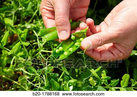 Pea growing field, Agricultural Investigation and Research, Agricultural fields, High Ribera, Arga-Aragon Ribera, Navarre, Spain View Large Photo Image Stock Photo - Pea growing field, Agricultural Investigation and Research, Agricultural fields, High Ribera, Arga-Aragon Ribera, Navarre, Spain. Fotosearch