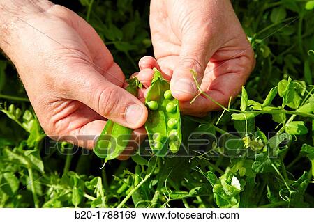 Pea growing field, Agricultural Investigation and Research, Agricultural fields, High Ribera, Arga-Aragon Ribera, Navarre, Spain View Large Photo Image Stock Photo - Pea growing field, Agricultural Investigation and Research, Agricultural fields, High Ribera, Arga-Aragon Ribera, Navarre, Spain. Fotosearch