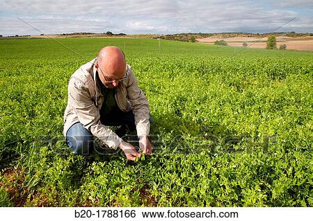 Pea growing field, Agricultural Investigation and Research, Agricultural fields, High Ribera, Arga-Aragon Ribera, Navarre, Spain View Large Photo Image Stock Photograph - Pea growing field, Agricultural Investigation and Research, Agricultural fields, High Ribera, Arga-Aragon Ribera, Navarre, Spain. Fotosearch