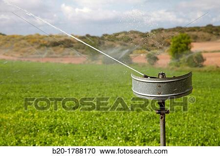 Pea growing field, Irrigation by sprinkler, Agricultural fields, High Ribera, Arga-Aragon Ribera, Navarre, Spain. View Large Photo Image Stock Image - Pea growing field, Irrigation by sprinkler, Agricultural fields, High Ribera, Arga-Aragon Ribera, Navarre, Spain.. Fotosearch