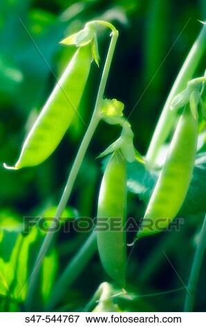Pea Pods. Snow Pea (Pisum Sativum). May 2006. Maryland, USA. View Large Photo Image Stock Photo - Pea Pods. Snow Pea (Pisum Sativum). May 2006. Maryland, USA.. Fotosearch
