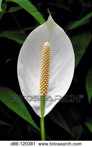 Peace Lily (Spathiphyllum sp. ) View Large Photo Image Stock Image - Peace Lily (Spathiphyllum sp. ). Fotosearch