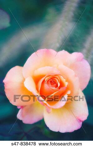 Peach Colored Rose Flower. Rosa hybrid. View Large Photo Image Stock Photo - Peach Colored Rose Flower. Rosa hybrid.. Fotosearch