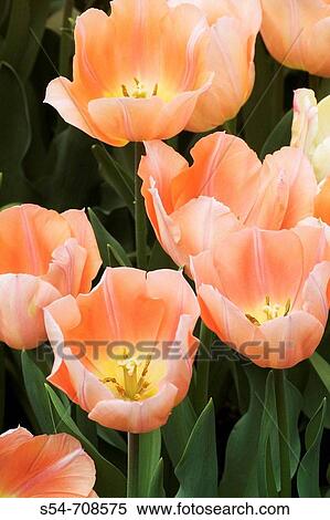 Peach-colored tulips blooming in the spring View Large Photo Image Stock Photography - Peach-colored tulips blooming in the spring. Fotosearch