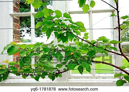 Peach tree branches against, old conservatory windows View Large Photo Image Stock Photo - Peach tree branches against, old conservatory windows. Fotosearch