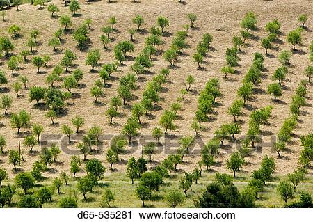 Peach Trees, Caltanissetta. Sicily, Italy View Large Photo Image Stock Image - Peach Trees, Caltanissetta. Sicily, Italy. Fotosearch