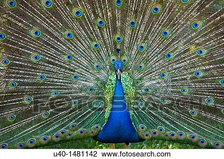Peacock displaying tail View Large Photo Image Stock Image - Peacock displaying tail. Fotosearch