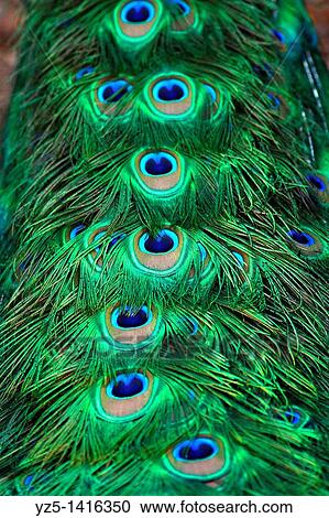 Peacock, Pavo cristatus - Close-up of tail View Large Photo Image Stock Image - Peacock, Pavo cristatus - Close-up of tail. Fotosearch