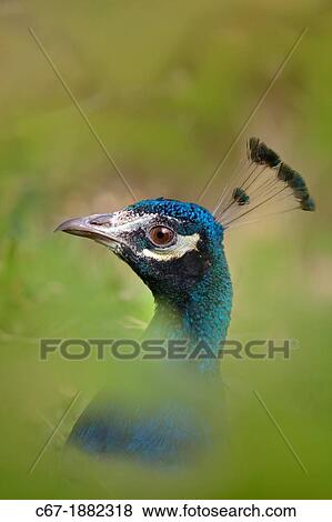 Peacock Pavo cristatus male portrait View Large Photo Image Stock Photo - Peacock Pavo cristatus male portrait. Fotosearch