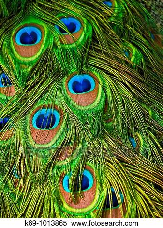 Peacock's Feathers View Large Photo Image Stock Photography - Peacock's Feathers. Fotosearch