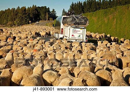 Stock Image - Peak hour in the South Island, Adventure South bike touring company commutes through flock of sheep to Otago Rail Trail, Geraldine, New Zealand. Fotosearch