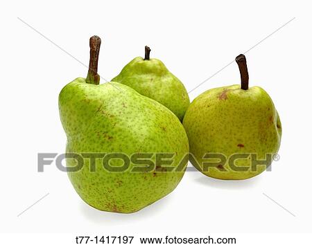 Pear Psylla, pyrus communis, India View Large Photo Image Stock Photo - Pear Psylla, pyrus communis, India. Fotosearch