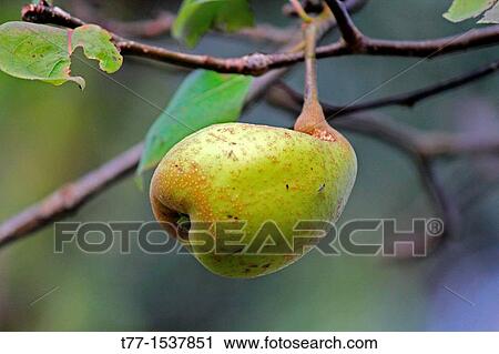 Pear Psylla, pyrus communis on tree, Arunachal Pradesh, India View Large Photo Image Stock Image - Pear Psylla, pyrus communis on tree, Arunachal Pradesh, India. Fotosearch