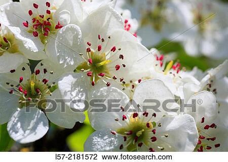 pear tree blossom, spring, Switzerland. View Large Photo Image Stock Image - pear tree blossom, spring, Switzerland.. Fotosearch