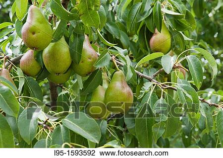 Pear tree Pyrus communis with fruits, Cerdanya valley, Spain. View Large Photo Image Stock Image - Pear tree Pyrus communis with fruits, Cerdanya valley, Spain.. Fotosearch