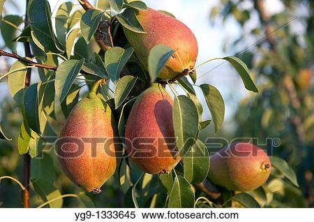 Pears Deboe on a tree LLeida Spain View Large Photo Image Stock Photography - Pears Deboe on a tree LLeida Spain. Fotosearch
