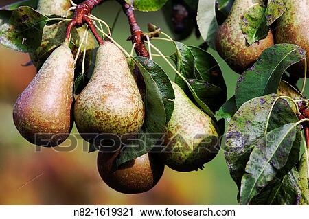 Pears growing on a branch in neighbour's garden - Bavaria/Germany View Large Photo Image Stock Image - Pears growing on a branch in neighbour's garden - Bavaria/Germany. Fotosearch