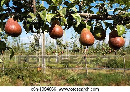 Stock Photograph - Pears growing on a tree in an orchard in Rancagua, Chile. Fotosearch