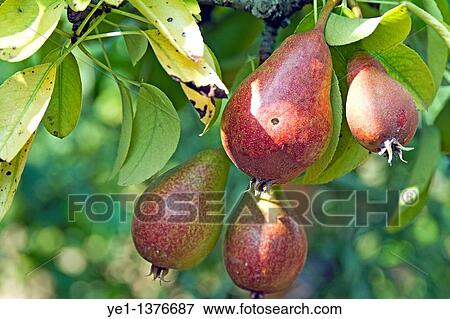 Pears growing on a tree View Large Photo Image Stock Photo - Pears growing on a tree. Fotosearch