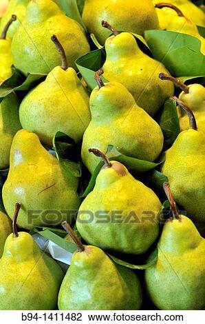 Pears in the Sant Josep market (aka La Boqueria), Barcelona, Catalonia, Spain View Large Photo Image Stock Image - Pears in the Sant Josep market (aka La Boqueria), Barcelona, Catalonia, Spain. Fotosearch