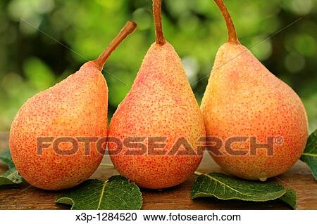Pears View Large Photo Image Stock Image - Pears. Fotosearch
